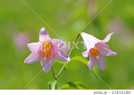 ひめさゆり 22833180