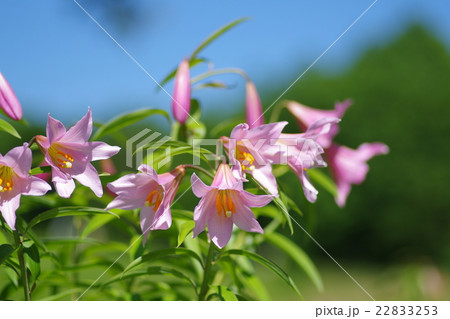 ひめさゆり 22833253