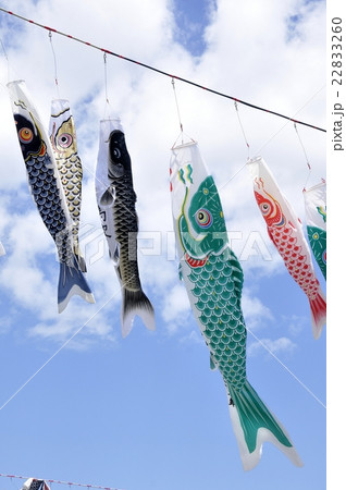 鯉のぼり 鯉のぼり 22833260