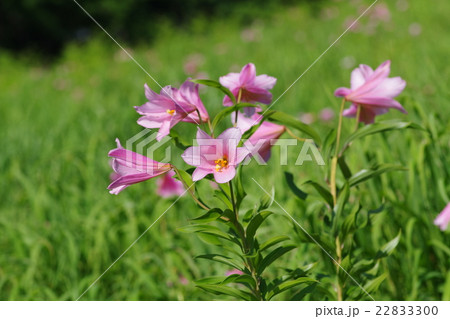 ひめさゆり ひめさゆり 22833300