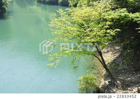 緑の渓谷 新緑木立ち 緑の渓谷 新緑木立ち 22833452