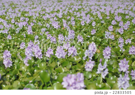 本薬師寺跡のホテイアオイ 本薬師寺跡のホテイアオイ 22833505