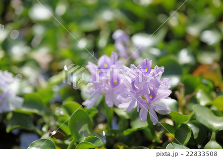 本薬師寺跡のホテイアオイ 22833508