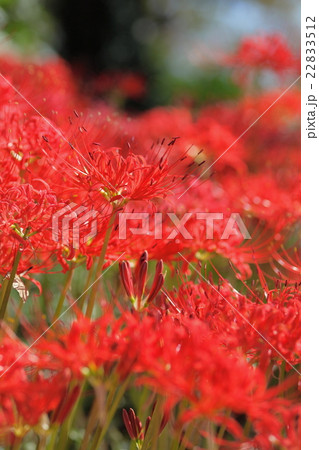 本薬師寺跡のヒガンバナ 22833512