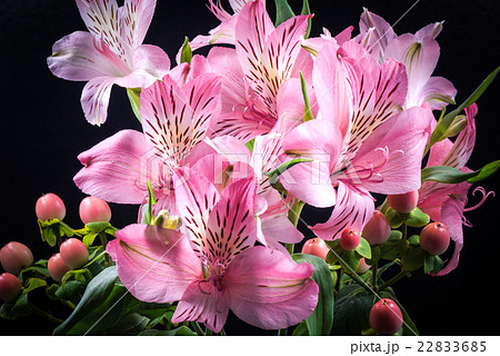 アルストロメリア、花、接写、マクロ。 22833685