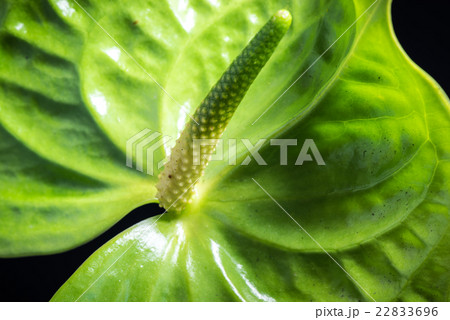 アンスリウム、花、接写、マクロ。 22833696