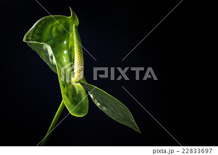 アンスリウム、花、接写、マクロ。 22833697