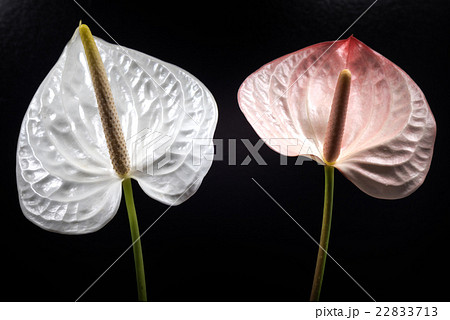 アンスリウム、花、接写、マクロ。 22833713