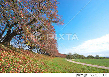 秋の背割堤 22833813