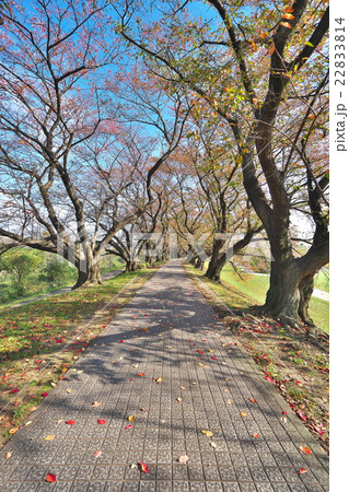 秋の背割堤 22833814