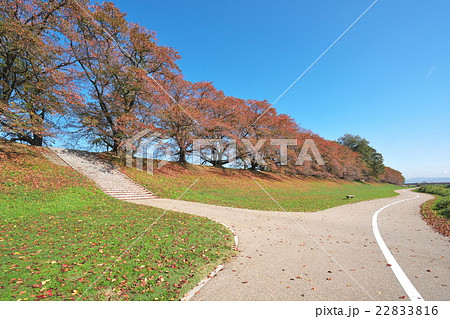 秋の背割堤 22833816