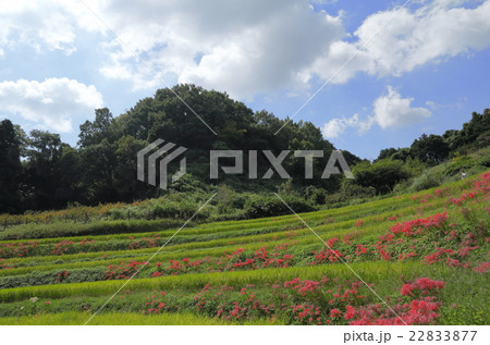 明日香村のヒガンバナ 明日香村のヒガンバナ 22833877