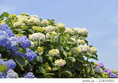 アジサイ（紫陽花） 22834001