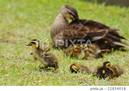 カルガモの親子 子ガモ探検中 カルガモの親子 子ガモ探検中 22834018
