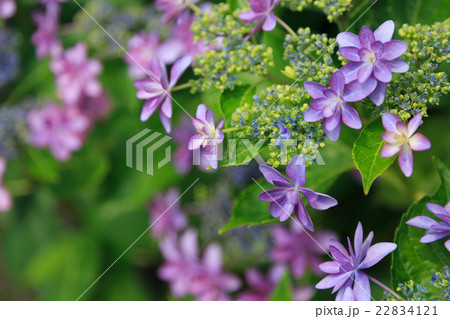 ガクアジサイ ガクアジサイ 22834121