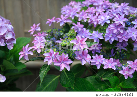 ガクアジサイ 22834131