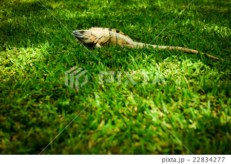 芝生の上で休むイグアナ 芝生の上で休むイグアナ 22834277