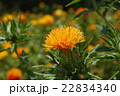 紅花 22834340