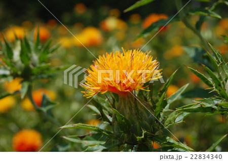紅花 22834340