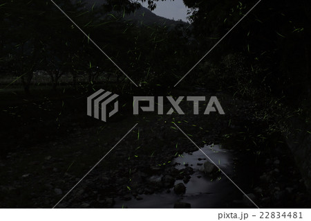 源氏蛍の乱舞 22834481