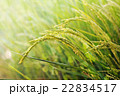 Rice field 22834517