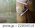 rubber tree 22834518
