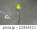 Mangrove seedlings. 22834521