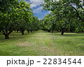 Mayongchid Maprang Marian Plum tree  22834544