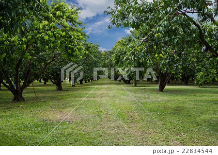 Mayongchid Maprang Marian Plum tree  22834544