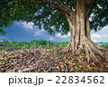 banyan tropical tree 22834562