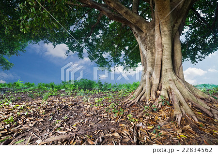 banyan tropical tree banyan tropical tree 22834562