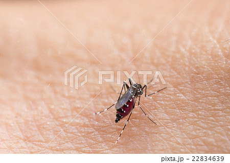 Close up a Mosquito sucking human blood Close up a Mosquito sucking human blood 22834639