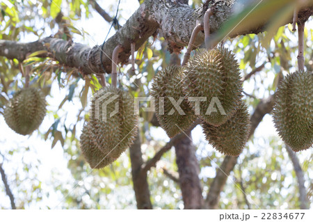 raw durain with brown spikes on tree 22834677