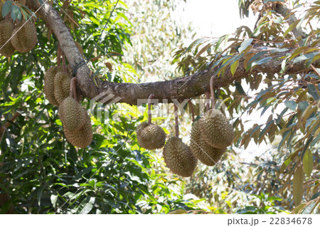 raw durain with brown spikes on tree 22834678