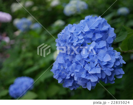 明月ブルー 22835024