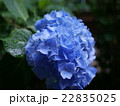梅雨のアジサイ 22835025