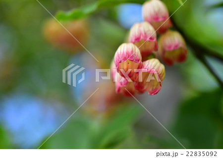 サラサドウダンの花 22835092