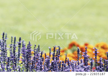 Blue salvia and marigold in park 22835187