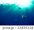 海中散歩 22835218
