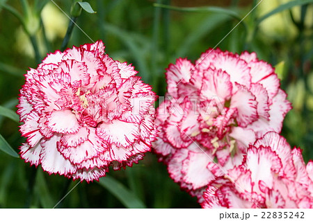 カラフルなカーネーションの花の写真素材