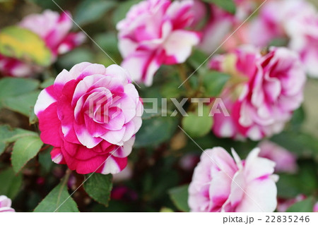 たくさん咲いたカラフルな八重咲きインパチェンスの花の写真素材