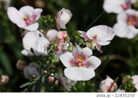 白いディアスキアの花の写真素材