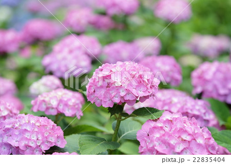 アジサイ 22835404