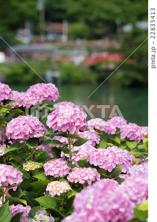 アジサイ アジサイ 22835413