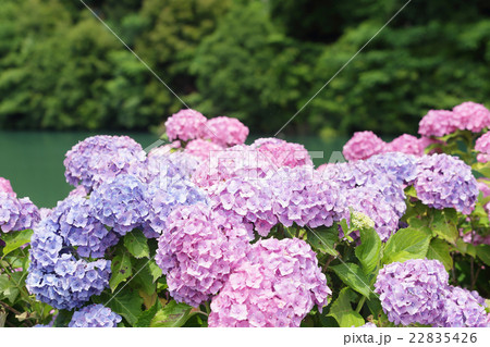 アジサイ アジサイ 22835426