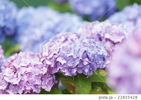 アジサイ アジサイ 22835428
