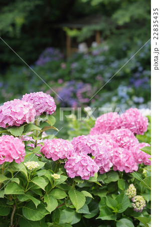 アジサイ アジサイ 22835435