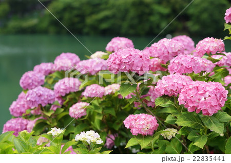 アジサイ 22835441
