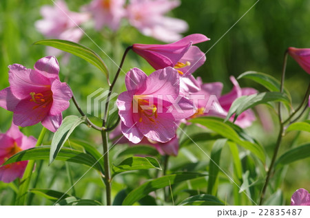 ひめさゆり 22835487