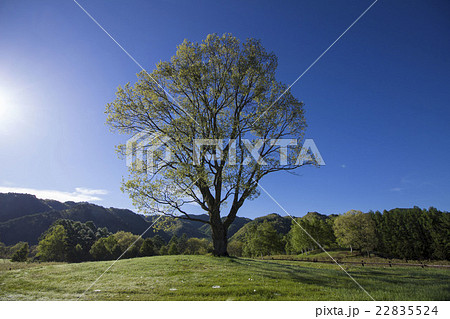 開田高原 22835524